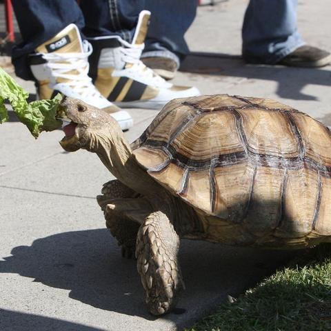 魔兽世界莴苣宠物获取攻略