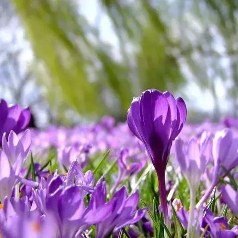 寂静之地攻略：全流程通关无难处