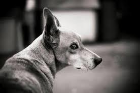 《野狗子》咒封力解神龛位置揭秘 《野狗子》咒封力解神龛位置揭秘