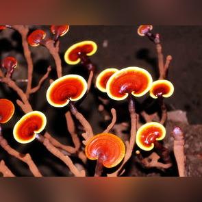 黑神话悟空:全泡酒物强度排行,哪款最强大? 黑神话悟空:全泡酒物强度排行,哪款最强大?