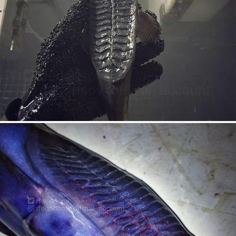 宝可梦象牙猪技能搭配攻略 宝可梦象牙猪技能搭配攻略