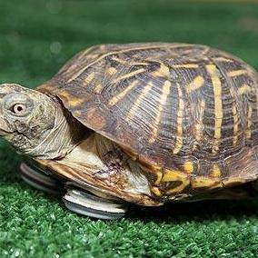 黑神话悟空多周目乌龟全伤流配装攻略