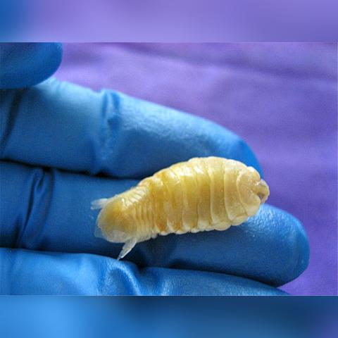 《怪物猎人荒野》草食种甲壳获取攻略