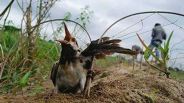 端丽翼鸟抓捕攻略，荒野狩猎技巧揭秘