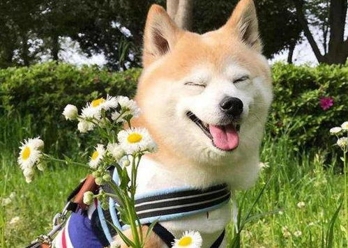 三男一狗PC版试玩：重温经典，今日依旧畅玩？