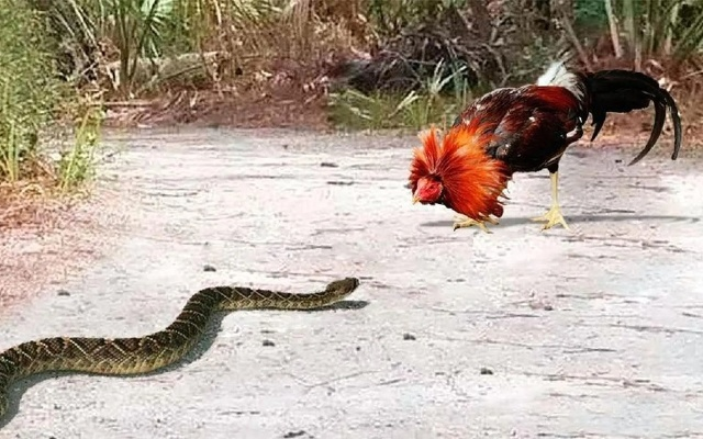 鸡蛇打法攻略:破解难题,高效取胜 鸡蛇打法攻略:破解难题,高效取胜