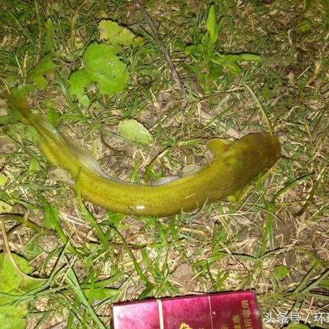 恶意不息物品速得法