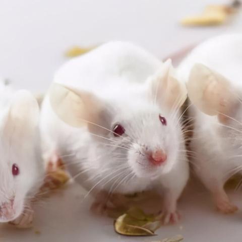 恶意不息变异老鼠位置速查 恶意不息变异老鼠位置速查