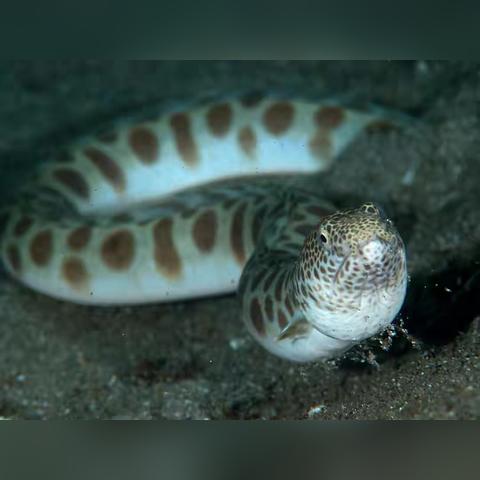 缺氧动物控制新法，破解数量难题