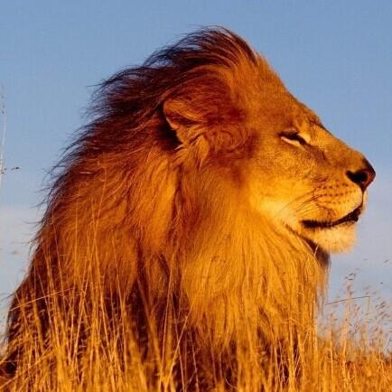 圣兽之王风环冰狮队阵容搭配秘诀