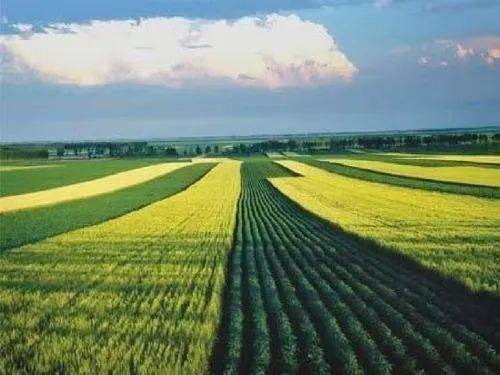 Palia种田攻略:高效规划,告别低产烦恼 Palia种田攻略:高效规划,告别低产烦恼