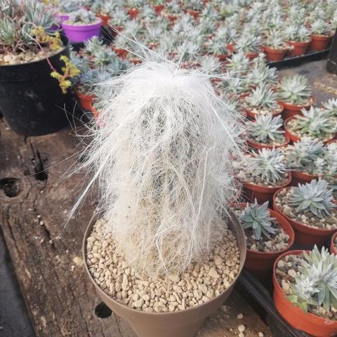 《最终幻想7重生》第六章仙人掌拍照攻略