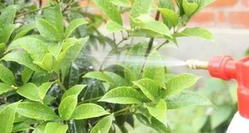 古龙药草搭配秘籍,效果揭秘! 古龙药草搭配秘籍,效果揭秘!