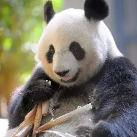 一刀流圣武士BD，极限伤害如何提升？