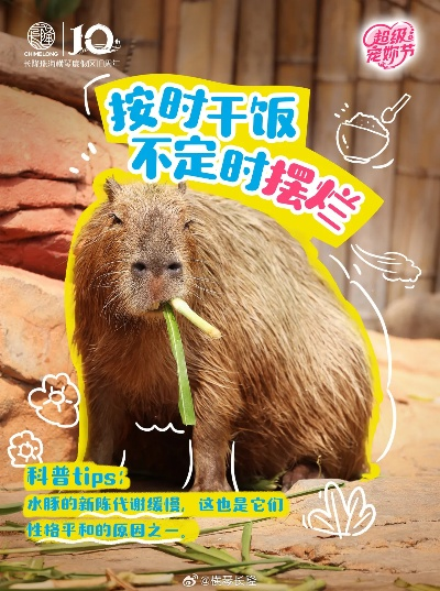 无敌水豚试玩：体验萌物，解锁萌趣游戏新姿势