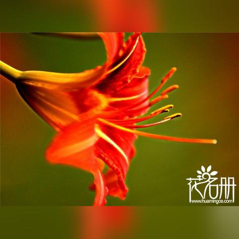 《铃兰之剑》角色塔罗语搭配,揭秘命运之谜 《铃兰之剑》角色塔罗语搭配,揭秘命运之谜