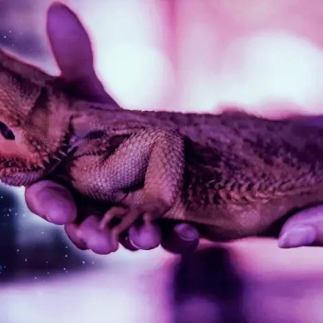 阿凡达最低配置，潘多拉仙境购买指南