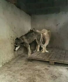 《命运方舟》考古工具选猎犬，赚钱攻略大揭秘