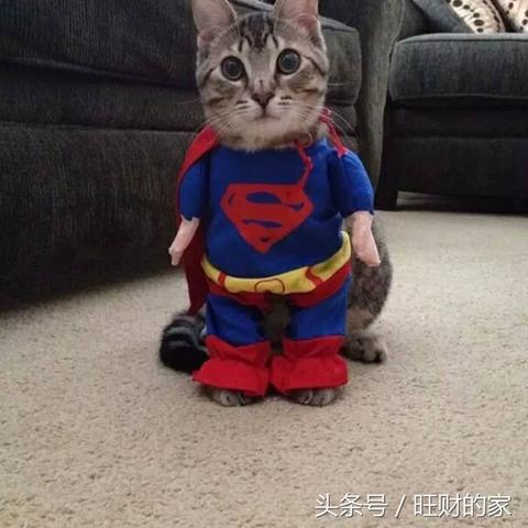 《超级马里奥惊奇》全关卡攻略,快速通关秘籍! 《超级马里奥惊奇》全关卡攻略,快速通关秘籍!