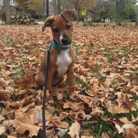 《收容秘密档案》通关攻略，快速通关秘籍！