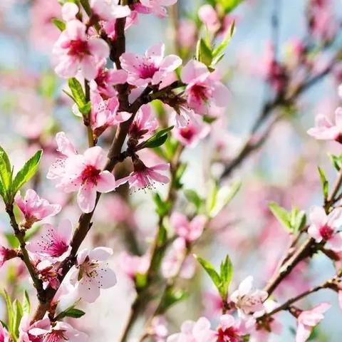《宝可梦朱紫》烛光灵夜骷髅刷闪位天蝎野餐攻略 《宝可梦朱紫》烛光灵夜骷髅刷闪位天蝎野餐攻略