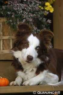 博德之门3奶德牧BD控场推荐,告别游戏困境 博德之门3奶德牧BD控场推荐,告别游戏困境