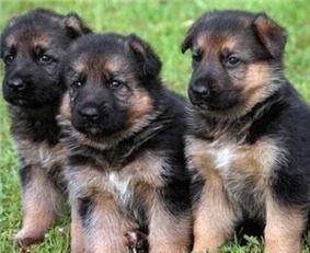 博德之门3奶德牧BD控场推荐,告别游戏困境 博德之门3奶德牧BD控场推荐,告别游戏困境