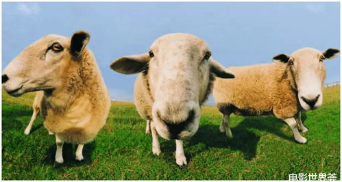 羊了个羊7月14日羊羊大世界通关秘籍! 羊了个羊7月14日羊羊大世界通关秘籍!