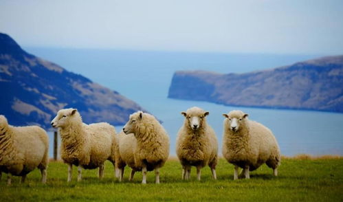 羊了个羊7月14日羊羊大世界通关秘籍! 羊了个羊7月14日羊羊大世界通关秘籍!