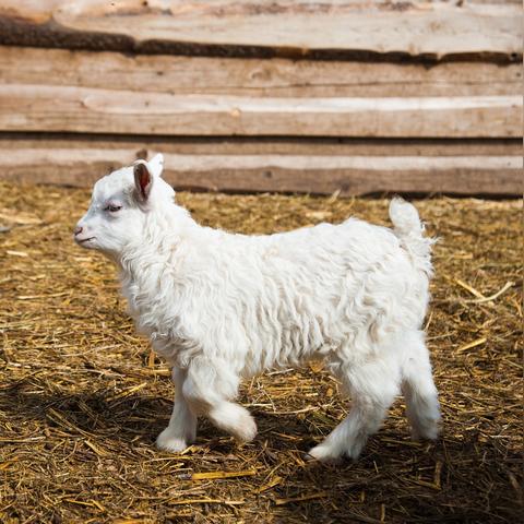 羊了个羊7月14日通关攻略,快速通关秘籍! 羊了个羊7月14日通关攻略,快速通关秘籍!