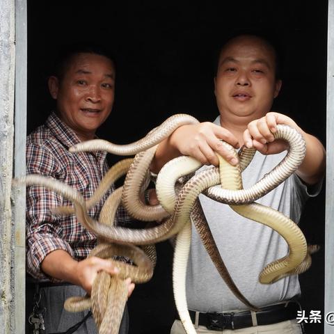 羊了个羊7月12日通关攻略，快速通关秘籍！