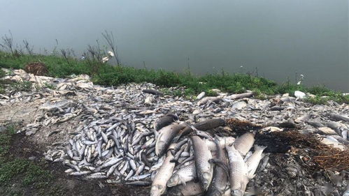 GYAO养鱼秘诀:告别鱼病,轻松养好鱼 GYAO养鱼秘诀:告别鱼病,轻松养好鱼