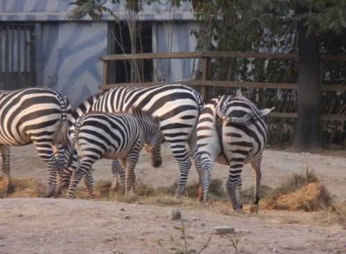 环保少女新篇：阿尔芭与野生动物，7分评测揭秘