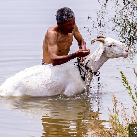 羊了个羊6月22日通关秘籍!快速通关攻略 羊了个羊6月22日通关秘籍!快速通关攻略