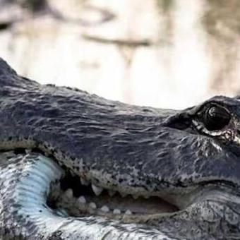 《最终幻想16》战斗系统入门必看！快速上手攻略