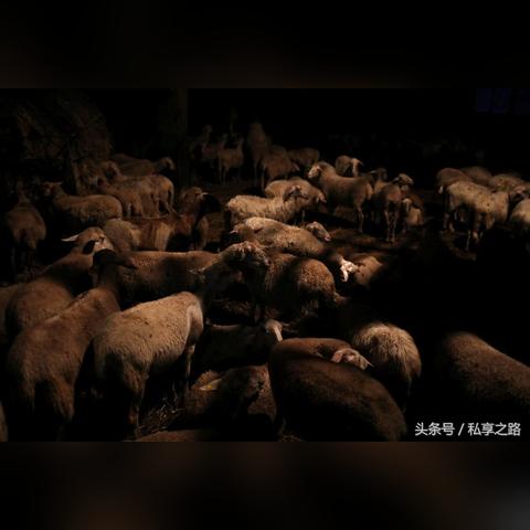 羊了个羊6月15日通关秘籍！快速通关攻略