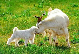 羊了个羊6月5日攻略,快速通关技巧揭秘 羊了个羊6月5日攻略,快速通关技巧揭秘