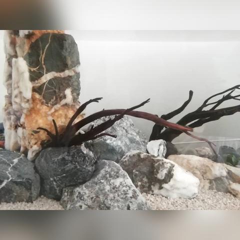 塞尔达传说泪之树根在哪?快速找到攻略! 塞尔达传说泪之树根在哪?快速找到攻略!