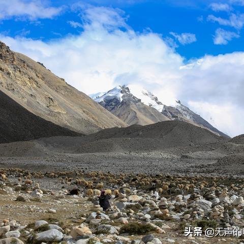 羊了个羊5月4日通关秘籍！快速通关攻略