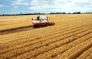 《寓言之地》小麦农场布局秘诀，高效种植解难题