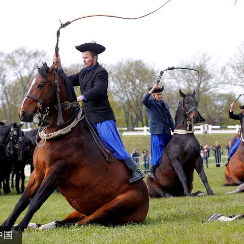 羊了个羊4月11日通关攻略，快速通关秘籍！