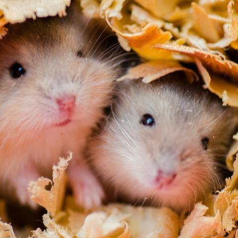 羊了个羊4月11日通关攻略，快速通关秘籍！