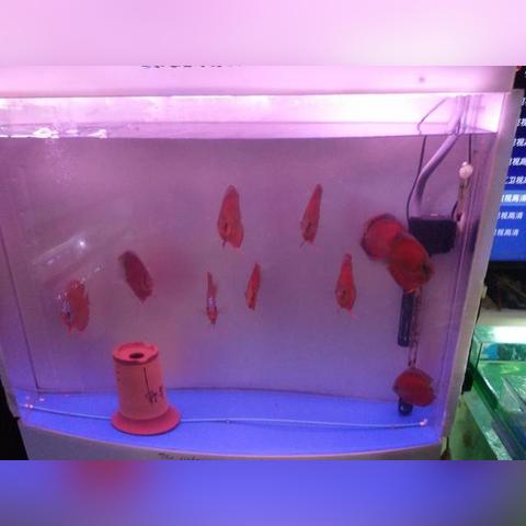 《生化4重制版》捷径攻略，快速通关技巧揭秘