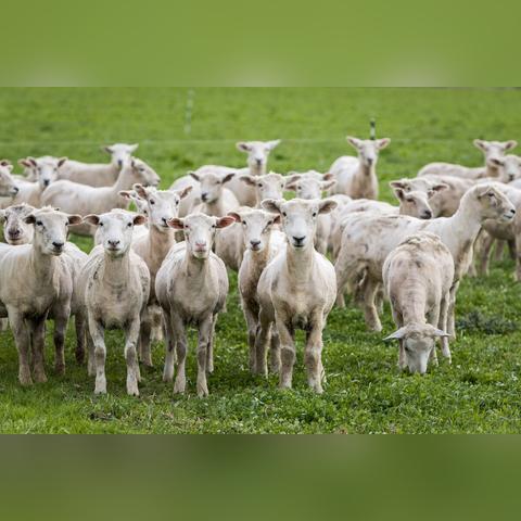 羊了个羊3月8日攻略,快速通关技巧揭秘 羊了个羊3月8日攻略,快速通关技巧揭秘