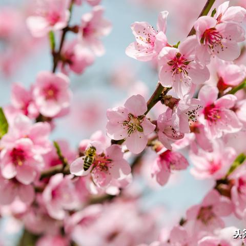 《八方旅人2》人面蝶捕捉技巧攻略