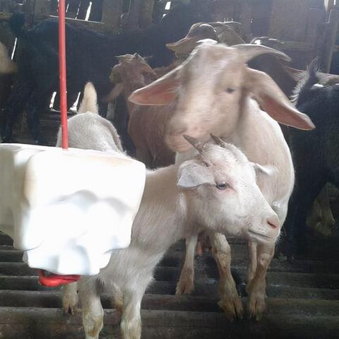 羊了个羊3月6日通关攻略，快速通关秘籍！