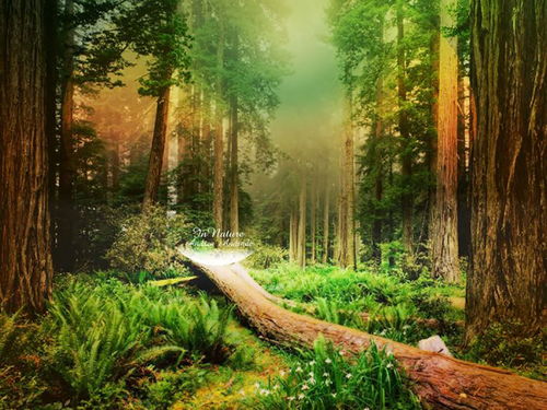 《森林之子》实用物品位置速查,告别迷路烦恼 《森林之子》实用物品位置速查,告别迷路烦恼