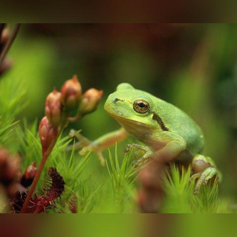 《黎明觉醒生机》庄园作物推荐,种出健康生活! 《黎明觉醒生机》庄园作物推荐,种出健康生活!