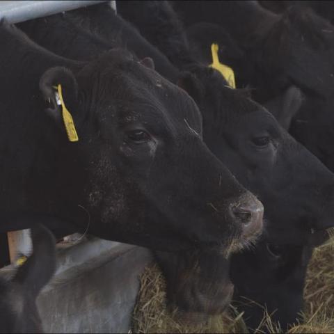 羊了个羊2月18日通关秘籍!快速通关攻略 羊了个羊2月18日通关秘籍!快速通关攻略