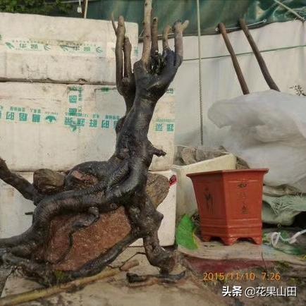 《狂野之心》光石获取攻略,快速提升! 《狂野之心》光石获取攻略,快速提升!